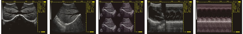 V-20掌上B型超聲診斷儀(動物版)一流的數(shù)字成像技術，圖像更清晰